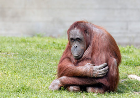 Bornean orangutan looking at camera