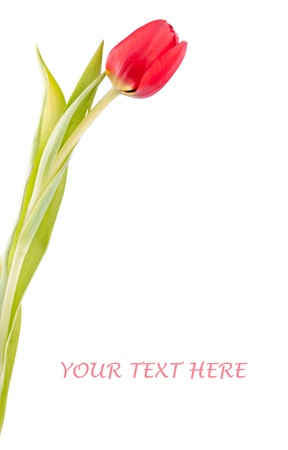 One red tulip isolated on white. Copy space for your textの写真素材