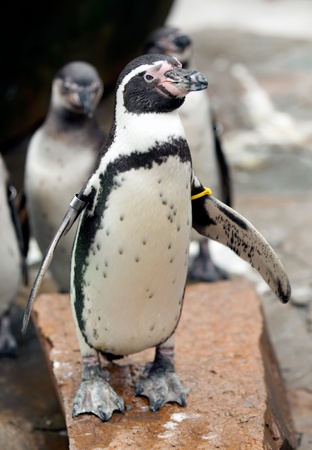 African penguin standing on the rock and  looking at youの写真素材