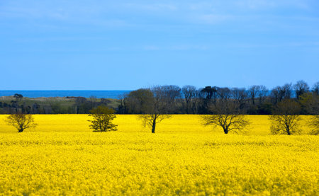 Field of bright yellow rapeseed on the coast of the ocean