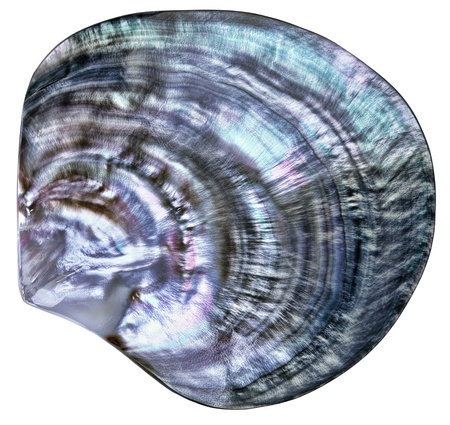 Big colorful seashell isolated on whiteの写真素材