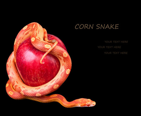 Snake wrapped around an apple isolated on black background
