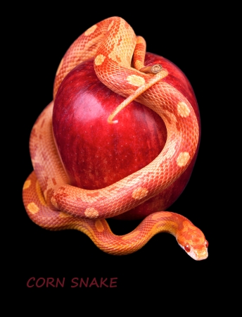 Snake wrapped around a red apple isolated on black backgroundの写真素材