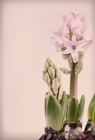 Pinkish hyacinth on vintage backgroundの写真素材