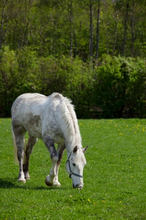 Arabian grey horse in a green fieldの写真素材