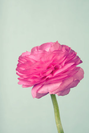 Single pink ranunculus on vintage  background 