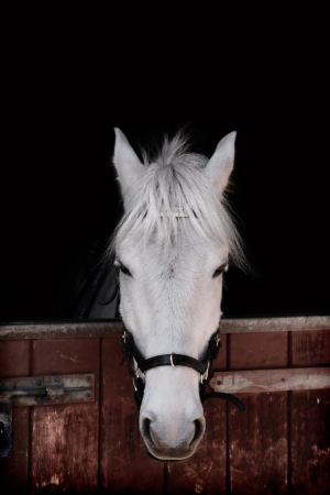 Grey pony 13 years old, standing against black background inside a stableの写真素材