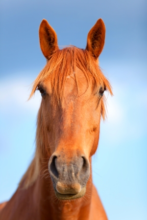  Portrait of a beautiful bay horse outdoors in the rays of the sunsetの写真素材