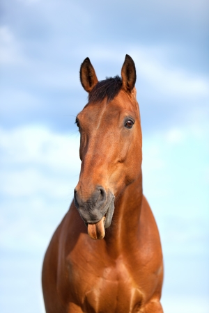 6 years old bay horse sticking his tongueの写真素材