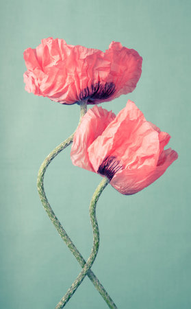 Two pink poppy flowers on a green vintage backgroundの写真素材