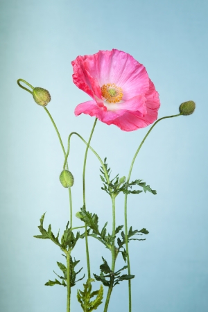 Pink poppy flower on light blue backgroundの写真素材
