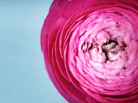 Pink persian buttercup flower on blue backgroundの写真素材