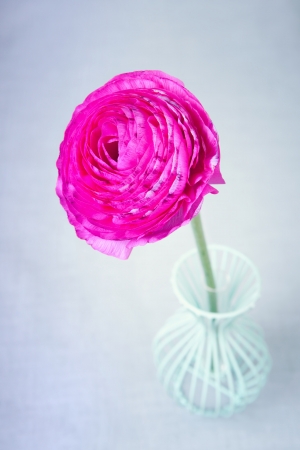 Pink persian buttercup flower in a vase on blue backgroundの写真素材