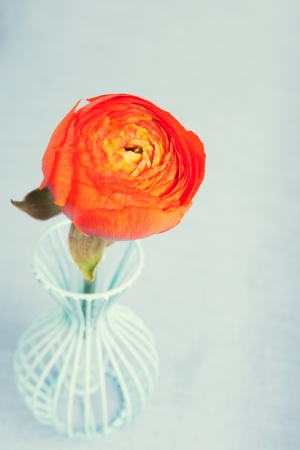 One orange ranunculus flower in a vase の写真素材