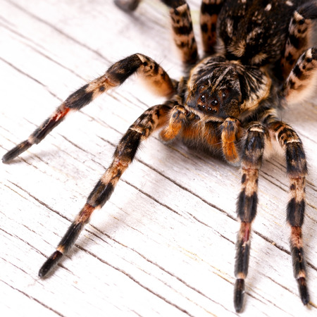 Top view of tarantula spider on wooden surfaceの写真素材