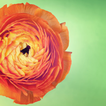 One ranunculus flower on vintage background