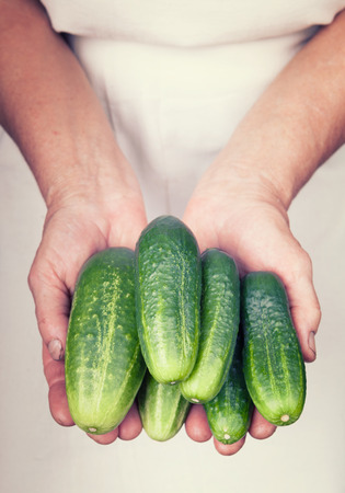 Elderly hands holding organic fresh cucumber with vintage styleの写真素材
