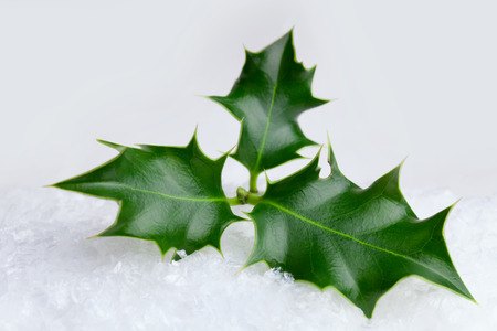 Christmas holly leaf  in the snowの写真素材
