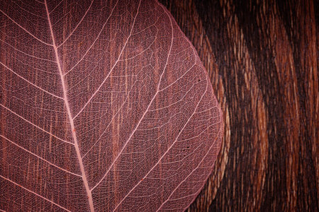 A macro photo of a beautiful pink see-though leaf on an old vintage background