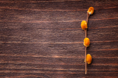 Orange pussy-willow flowers on a vintage wood backgroundの写真素材