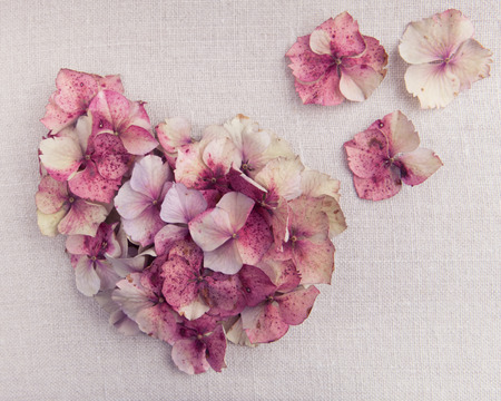 Heart made from pink hydrangea flower petals on vintage fabric backgroundの写真素材