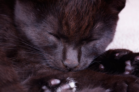 A black cat sleeping peacefully