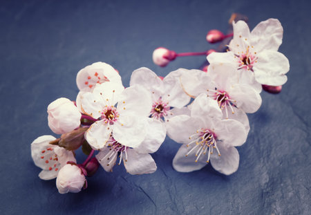Spring cherry blossom flowers on a dark tile slate background
