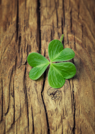 One lucky clover on a vintage wood backgroundの写真素材