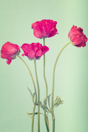 Hot pink buttercups on a pastel green backgroundの写真素材