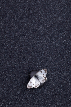 A garden butterfly in a zen garden with a black sandの写真素材