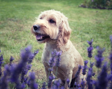 A Cockapoo dog sitting behind a lavender bush looking in the distanceの写真素材