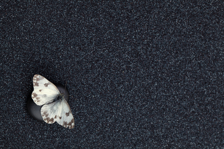 A garden butterfly in a zen garden with relaxing black stonesの写真素材