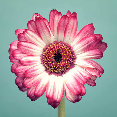 Red germini flower on turquoise backgroundの写真素材