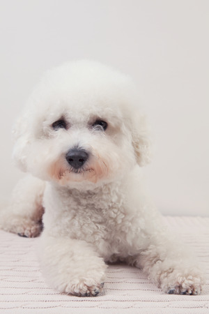Bichon frise dog lying down on a knitted sweaterの写真素材