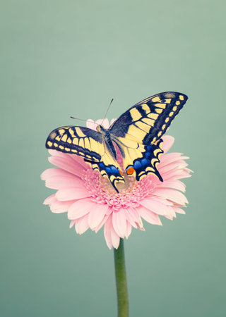 Colorful male tiger swallowtail butterfly on a daisy flower