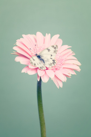 Small white butterfly on a  soft pink  flowers on green color backgroundの写真素材