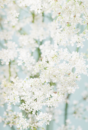 White flowers on a blurred background with a soft filterの写真素材