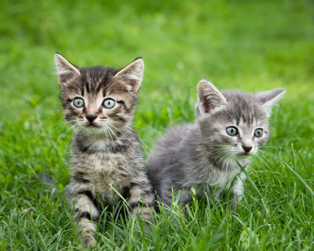 Two curious kittens with expression eyes sitting outside and looking aroundの写真素材