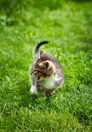One little brown kitten meowing outsideの写真素材