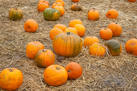 Many halloween pumpkins in some straw at the pumpkin patchの写真素材