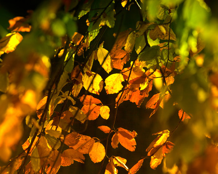 Autumn leaves with beautiful sunshine shining on themの写真素材