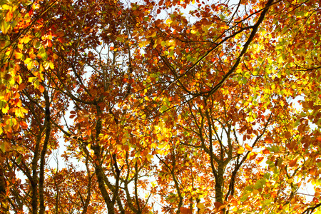 Bright rays of sunshine shining on autumn canopyの写真素材