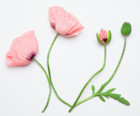 Flat lay of elegant pink poppy flowers on a whiteの写真素材