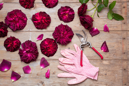 Beautiful garden roses next to pink polka dots gloves with garden secateursの写真素材