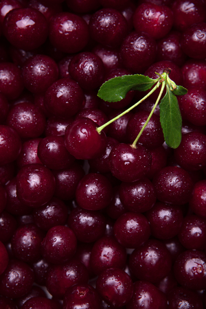 Close up  of fresh cherries berriesの写真素材