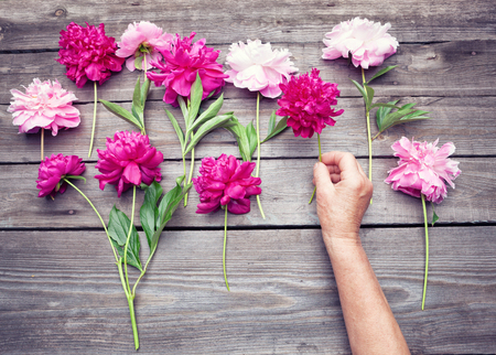 Top view. Flat lay of woman's hand making an arrangement of red and pink  peony flowersの写真素材