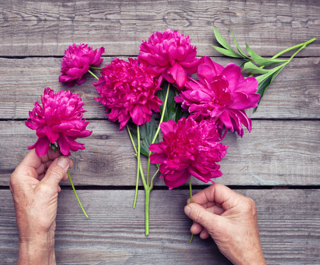Top view of elderly woman's hand making a bouquet of red peony flowers. Flat layの写真素材