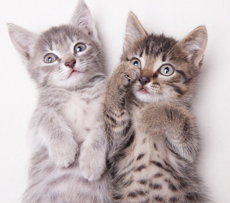 Two adorable kittensの写真素材
