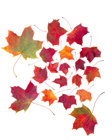 Autumn maple leaves on white surfaceの写真素材