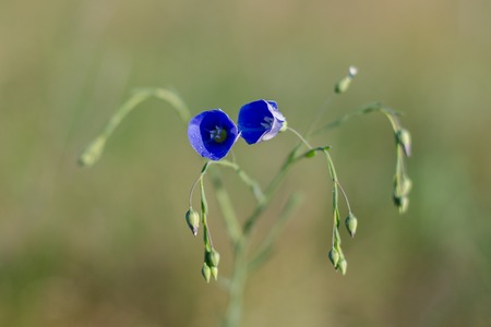 Linen is a steppe plantの写真素材